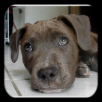Photo de profil de Idilly