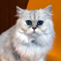 Photo de profil de Neo