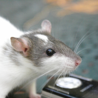 Photo de profil de Tirana