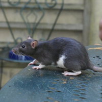 Photo de profil de Saranda