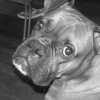 Photo de Bart