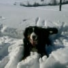 Photo de Droopy