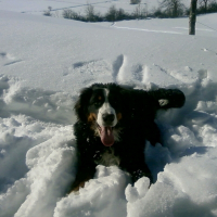Photo de profil de Droopy