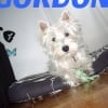 Photo de Gordon