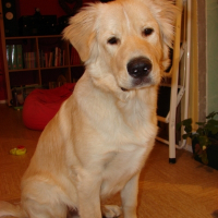 Photo de profil de Snoopy