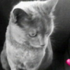 Photo de Cleopatre