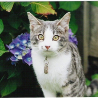 Photo de profil de Clochette