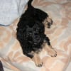 Photo de Alvin