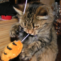 Photo de profil de Boule