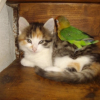 Photo de Lollypops