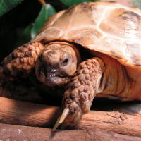 Photo de profil de Pepette