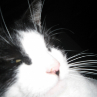 Photo de profil de Willow