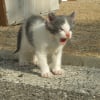 Photo de Pouky