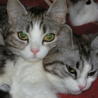 Photo de profil de Hadesse & sanka