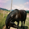 Photo de Galop du sinter
