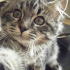 Photo de Earl grey