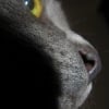 Photo de Hermes, Korat