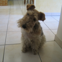 Photo de profil de Vica