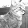Photo de Feline