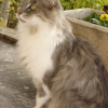 Photo de Baluchon