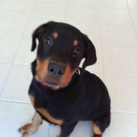 Photo de profil de Tyson