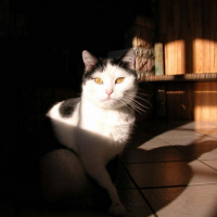 Photo de profil de Câline