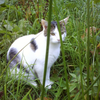 Photo de profil de Triskel