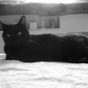 Photo de Stitch, Européen