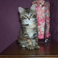 Photo de profil de Caline