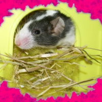 Photo de profil de Athéna