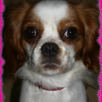 Photo de profil de Biscotte