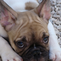 Photo de profil de Diego