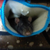 Photo de Sid, Rat