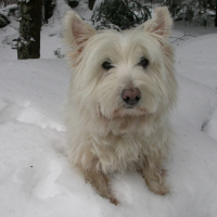 Photo de profil de Jeepsie