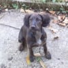 Photo de Chiper