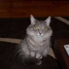 Photo de Grisette