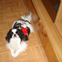 Photo de profil de Roumi