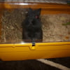 Photo de Cacahouete