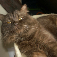 Photo de profil de Diazz