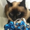 Photo de Louise, Siamois