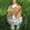 Photo de Timon