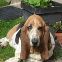 Photo de profil de   pepita