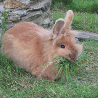 Photo de profil de Noisette
