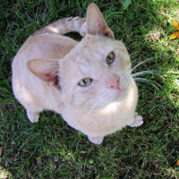 Photo de profil de Tibet