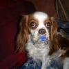 Photo de Cocote