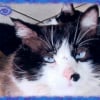 Photo de Caramel