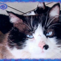 Photo de profil de Caramel