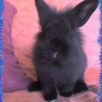 Photo de profil de Mistik