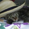 Photo de Freud, American Shorthair