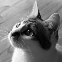 Photo de profil de Capsule